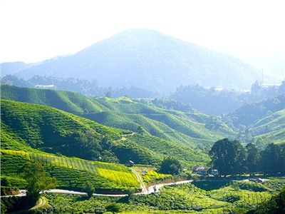 湘益茯茶盛装亮相第11届中国(深圳)国际茶产业博览会