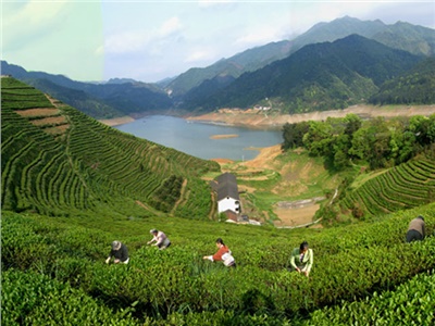 湘益茯茶 益阳名片——湘益茯茶即将亮相第三届中国湖南·安化黑茶文化节